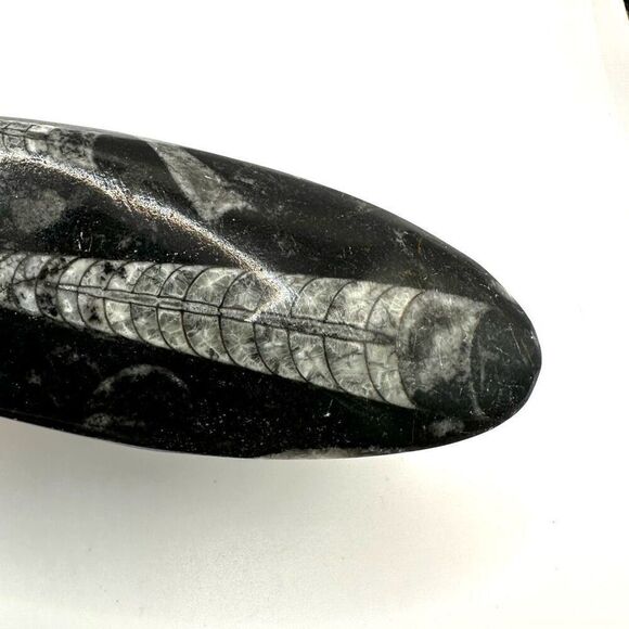 Orthocerras fossil - Picture 5 of 10